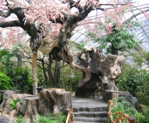 锦州樱花树