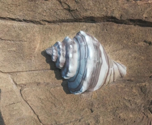沈阳水泥雕塑-海螺