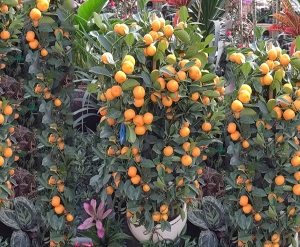 橘子树盆景