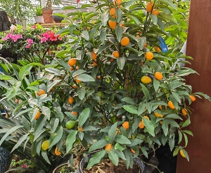枣橘子树