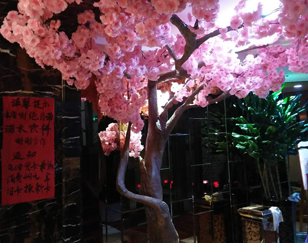 樱花树盆景